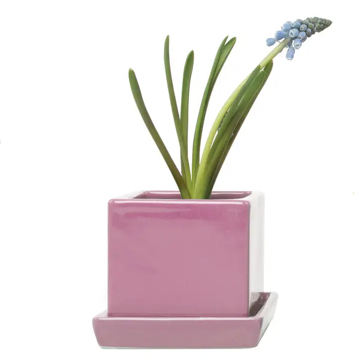 square ceramic indoor plant pots Square Pot with Tray 2.5"