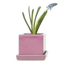Load image into Gallery viewer, Square Pot with Tray 2.5"