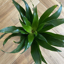 Load image into Gallery viewer, Dracaena 'Janet Craig'