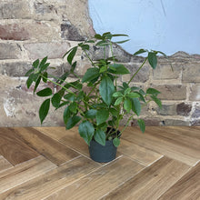 Load image into Gallery viewer, Umbrella Tree