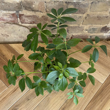 Load image into Gallery viewer, Dwarf Umbrella Tree