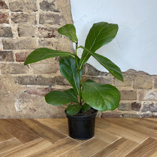 Load image into Gallery viewer, Fiddle Leaf Fig