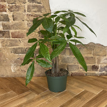 Load image into Gallery viewer, Pachira Braid "Money Tree"