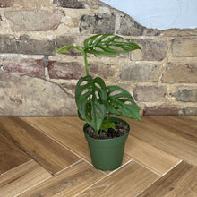 Load image into Gallery viewer, Monstera Adansonii