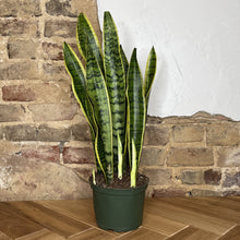 Load image into Gallery viewer, Snake Plant Laurentii