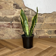 Load image into Gallery viewer, Snake Plant Laurentii