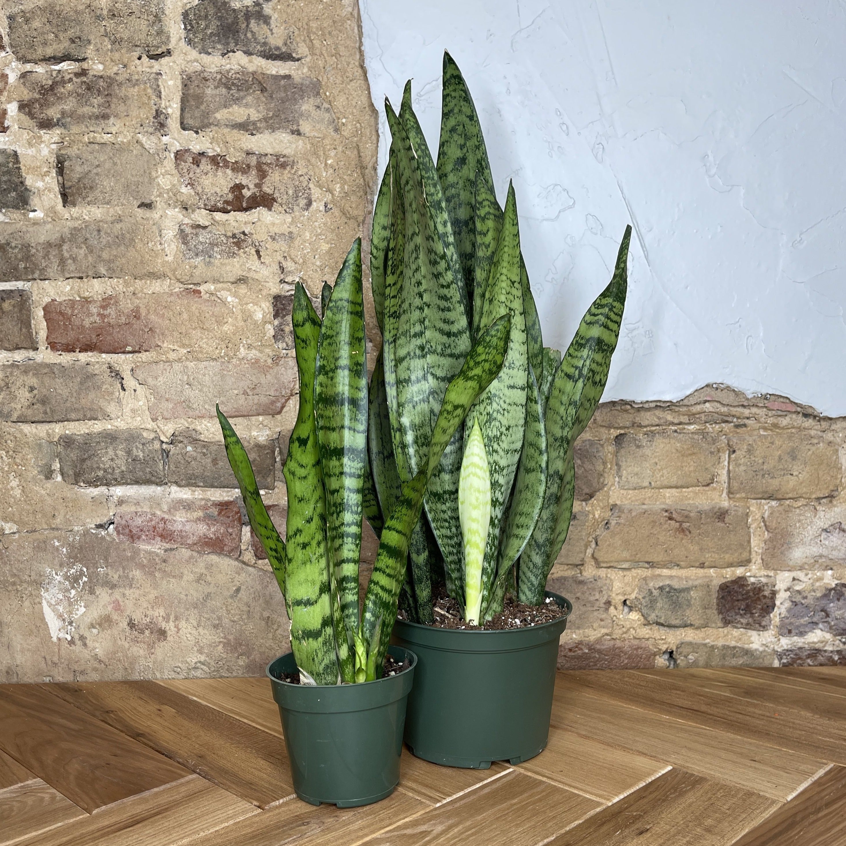 Snake Plant Zeylanica – Habitat Plants + Coffee