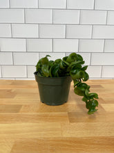 Load image into Gallery viewer, Hoya 'Rope Plant'