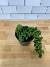 Load image into Gallery viewer, Hoya 'Rope Plant'
