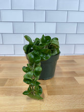 Load image into Gallery viewer, Hoya 'Rope Plant'