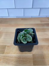 Load image into Gallery viewer, Hoya 'Rope Plant' Variegated