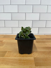 Load image into Gallery viewer, Hoya 'Rope Plant' Variegated