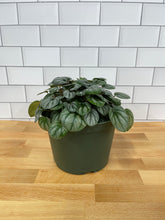 Load image into Gallery viewer, Peperomia 'Frost'