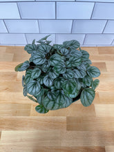 Load image into Gallery viewer, Peperomia 'Frost'
