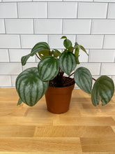 Load image into Gallery viewer, Peperomia 'Watermelon'