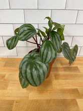 Load image into Gallery viewer, Peperomia 'Watermelon'