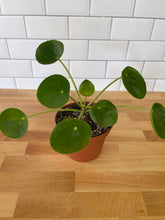 Load image into Gallery viewer, Pilea Peperomioides