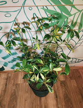 Load image into Gallery viewer, Variegated Umbrella Tree
