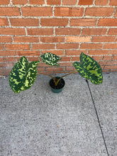 Load image into Gallery viewer, Alocasia 'Hilo Beauty'