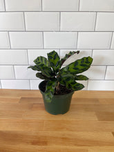 Load image into Gallery viewer, Calathea 'Rattlesnake'