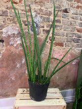 Load image into Gallery viewer, Snake Plant 'Cylindrica'