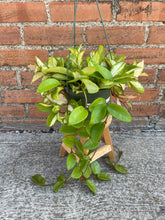 Load image into Gallery viewer, Hoya 'Krimson Princess'