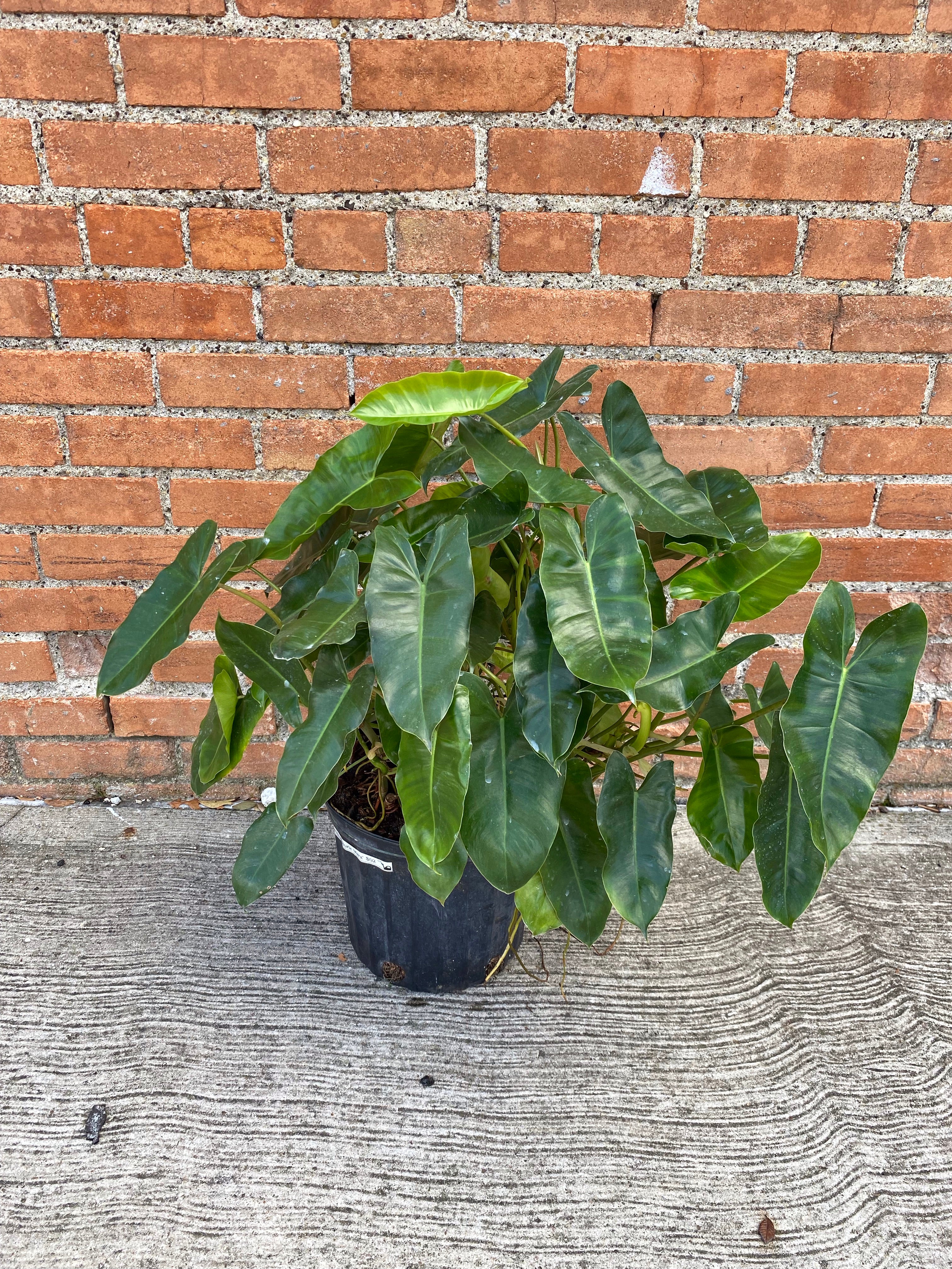 philodendron burle Philodendron 'Burle Marx'