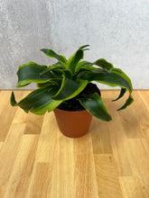 Load image into Gallery viewer, Dracaena Tornado