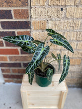 Load image into Gallery viewer, Alocasia 'Bambino'