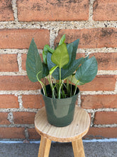 Load image into Gallery viewer, Cebu Blue