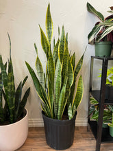 Load image into Gallery viewer, Snake Plant Laurentii