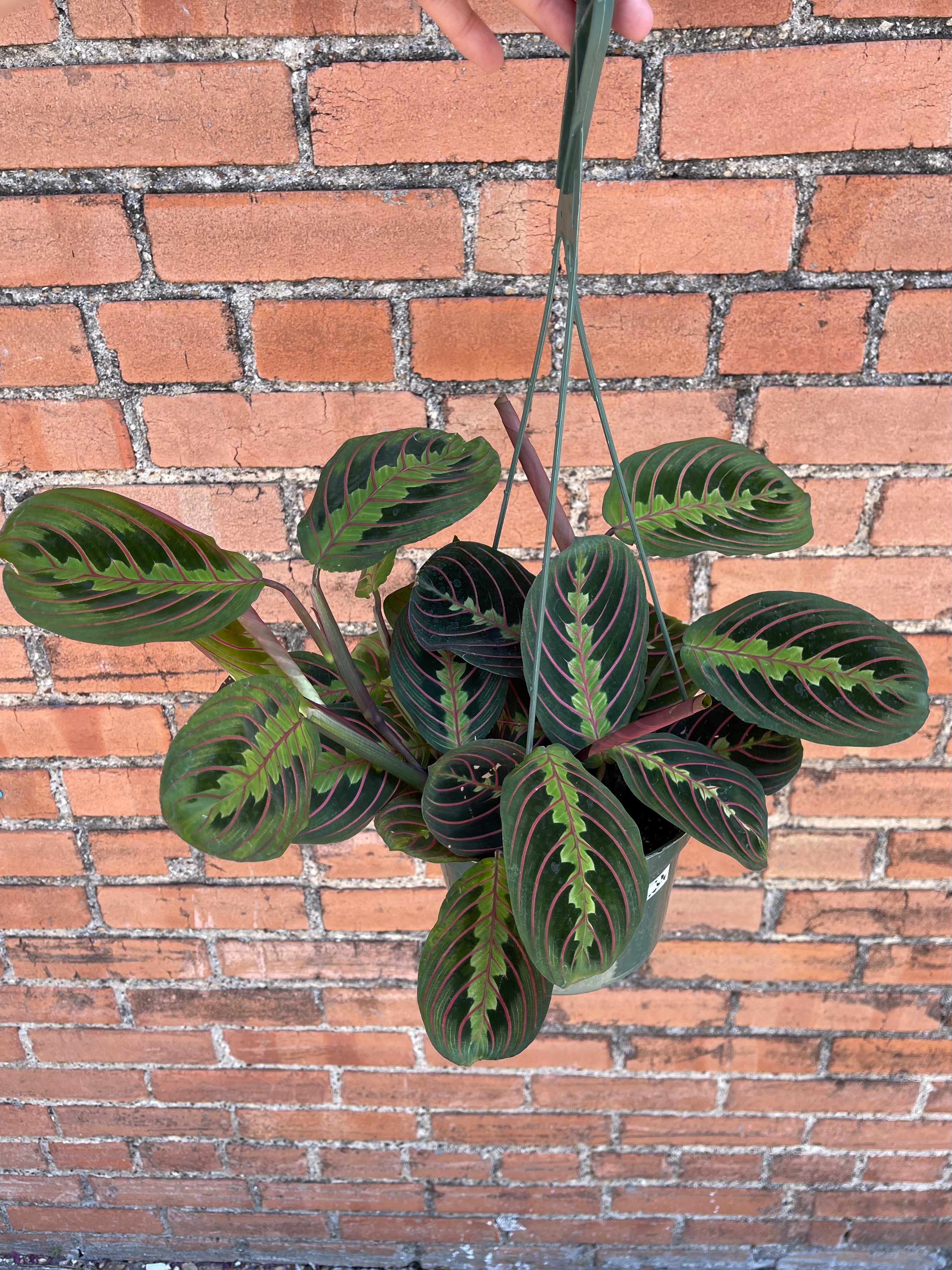 large red prayer plant Red Prayer Plant - Maranta - Easy to Grow House Plant