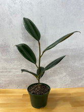 Load image into Gallery viewer, Ficus 'Burgundy'