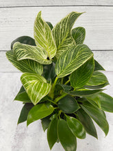 Load image into Gallery viewer, Philodendron 'Birkin'