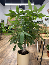 Load image into Gallery viewer, Pachira Braid "Money Tree"