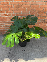 Load image into Gallery viewer, Monstera Deliciosa
