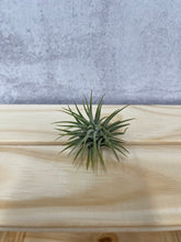 Load image into Gallery viewer, Air Plant 'Tillandsia Ionantha - Guatemala'