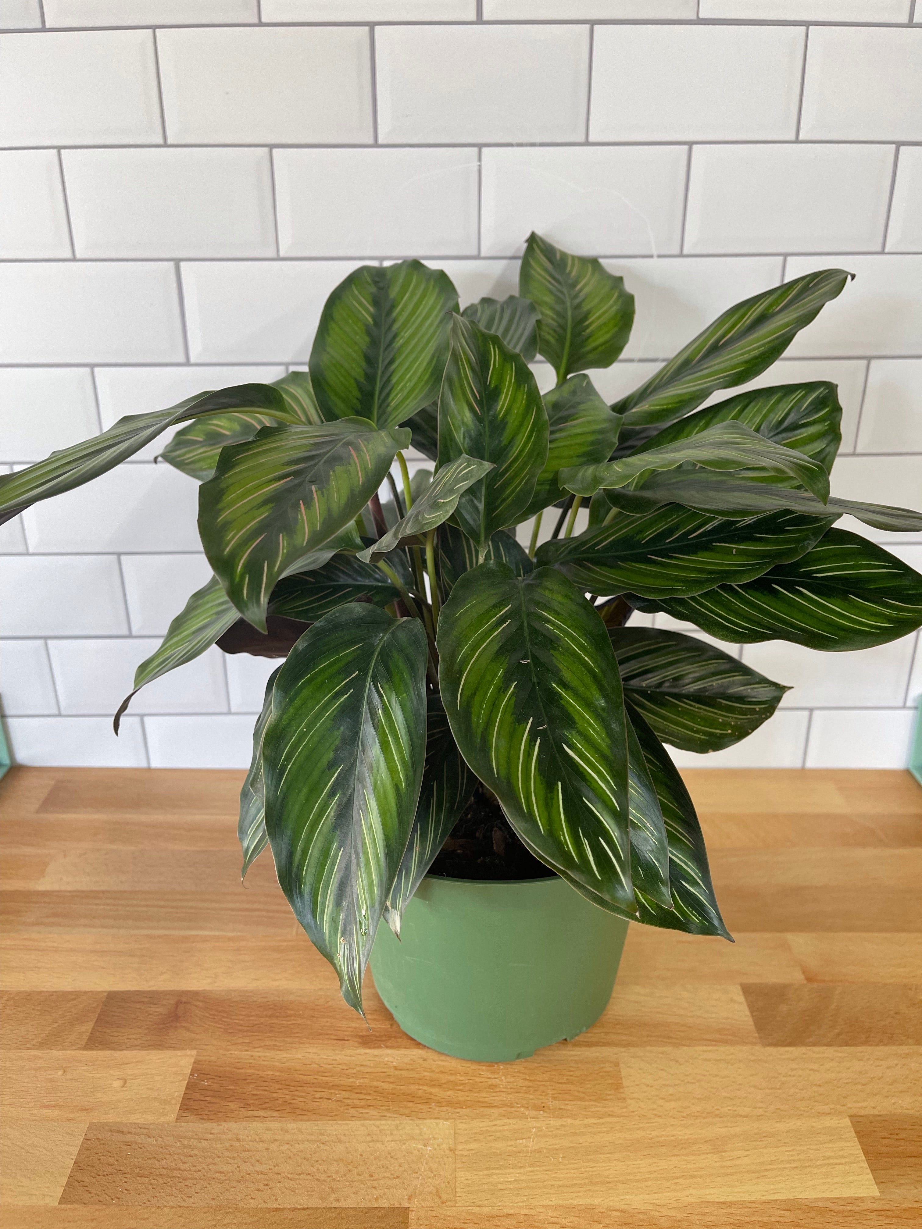 Calathea 'Beauty Star' – Habitat Plants + Coffee