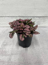 Load image into Gallery viewer, Hypoestes