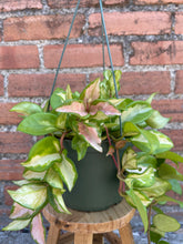 Load image into Gallery viewer, Hoya 'Krimson Princess'