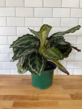 Load image into Gallery viewer, Calathea 'Medallion'