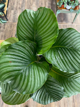 Load image into Gallery viewer, Calathea 'Orbifolia'