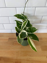 Load image into Gallery viewer, Hoya Carnosa 'Krimson Queen'