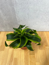 Load image into Gallery viewer, Dracaena Tornado