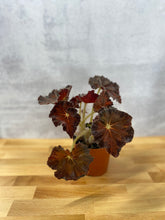 Load image into Gallery viewer, Begonia 'Rex'