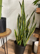 Load image into Gallery viewer, Snake Plant Laurentii