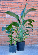 Load image into Gallery viewer, White Bird of Paradise