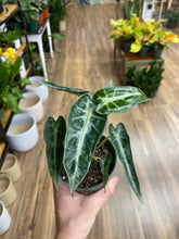 Load image into Gallery viewer, Alocasia 'Bambino'