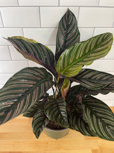 Load image into Gallery viewer, Calathea 'Pinstripe'
