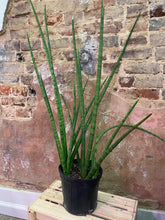 Load image into Gallery viewer, Snake Plant 'Cylindrica'
